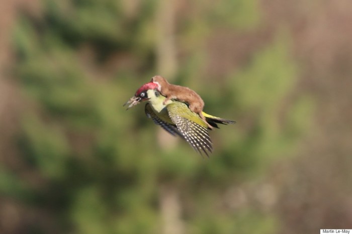 weasel-rides-woodpecker-1